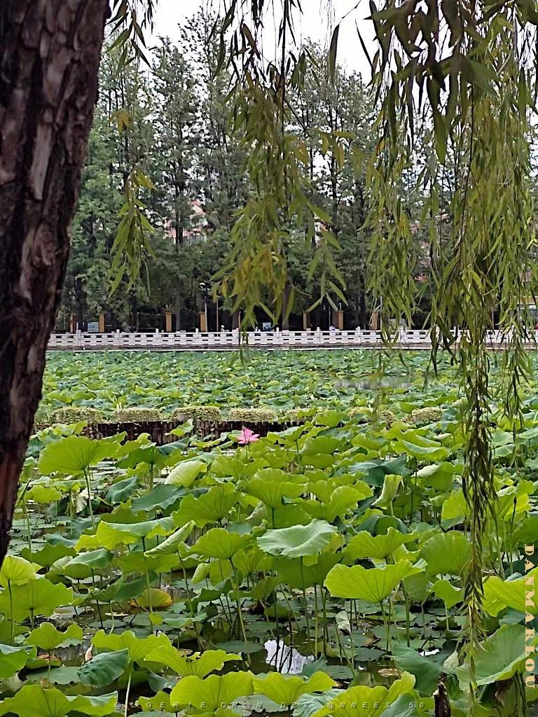 Kunming - Parc Cuihu - 62.jpg